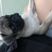 Evinize Neşe Katacak Dişi Pug