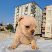 Egzotik French Bulldog Sable Tan Platinium Kardeşler