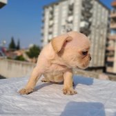 Egzotik French Bulldog Sable Tan Platinium Kardeşler