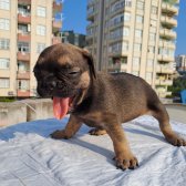 Egzotik French Bulldog Sable Tan Platinium Kardeşler