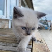 British Shorthair Blue Point Yavrular