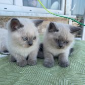 British Shorthair Blue Point Yavrular