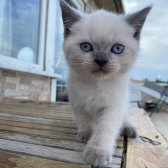 British Shorthair Blue Point Yavrular