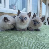 British Shorthair Blue Point Yavrular