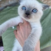 British Shorthair Blue Point Yavrular