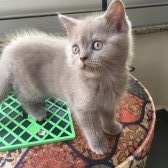 Safkan 2 Aylık British Shorthair Yavrular