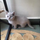 Safkan 2 Aylık British Shorthair Yavrular