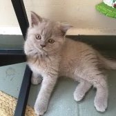 Safkan 2 Aylık British Shorthair Yavrular