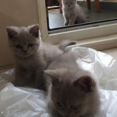 Safkan 2 Aylık British Shorthair Yavrular