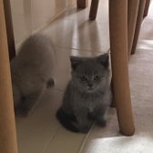 Safkan 2 Aylık British Shorthair Yavrular