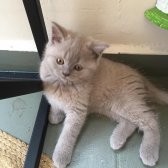 Safkan 2 Aylık British Shorthair Yavrular