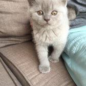 Safkan 2 Aylık British Shorthair Yavrular