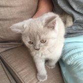 Safkan 2 Aylık British Shorthair Yavrular