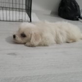 Maltese 2.5 Aylık Yavru Oyuncu Köpeğimiz