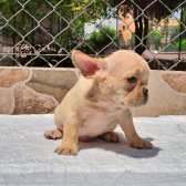 Egzotik French Bulldog Platinium Sable Tan Kardeşler