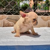 Egzotik French Bulldog Platinium Sable Tan Kardeşler