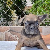 Egzotik French Bulldog Platinium Sable Tan Kardeşler