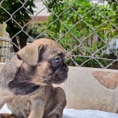 Egzotik French Bulldog Platinium Sable Tan Kardeşler