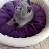 1,5 Aylık Saf Kan British Shorthair