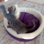 1,5 Aylık Saf Kan British Shorthair