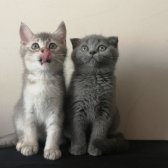 Scottish Fold Ve British Shorthair Yavrularımızı Sahiplendiriyoruz