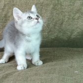 Scottish Fold Ve British Shorthair Yavrularımızı Sahiplendiriyoruz