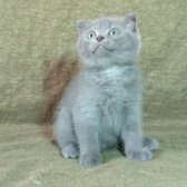 Scottish Fold Ve British Shorthair Yavrularımızı Sahiplendiriyoruz