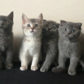 Scottish Fold Ve British Shorthair Yavrularımızı Sahiplendiriyoruz