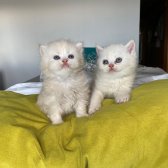 Safkan British Shorthair