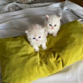 Safkan British Shorthair