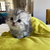 Safkan British Shorthair