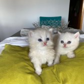 Safkan British Shorthair