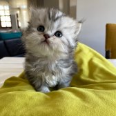 Safkan British Shorthair