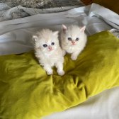 Safkan British Shorthair