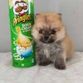 Teacup Pomeranian