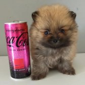 Teacup Pomeranian