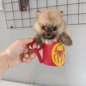 Teacup Pomeranian