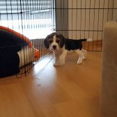 5 Aylık Beagle Köpek Dişi