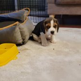 5 Aylık Beagle Köpek Dişi