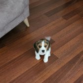 5 Aylık Beagle Köpek Dişi