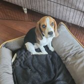 5 Aylık Beagle Köpek Dişi