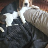 5 Aylık Beagle Köpek Dişi