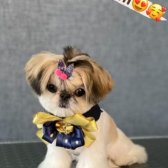 Shih Tzu Cinsi Xxs Smal 2 Kg Kızımızı Sahiplendirmek İstiyoruz