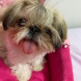 Shih Tzu Cinsi Xxs Smal 2 Kg Kızımızı Sahiplendirmek İstiyoruz