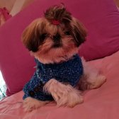 Shih Tzu Cinsi Xxs Smal 2 Kg Kızımızı Sahiplendirmek İstiyoruz