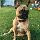 French Bulldog Kızımızı Sahiplendirmek İstiyoruz