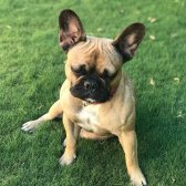 French Bulldog Kızımızı Sahiplendirmek İstiyoruz