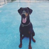 3 Kuşak Doberman Yavruları