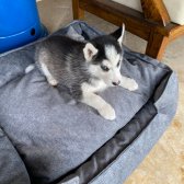 Ücretisiz Sahiplendirme Kısır 2 Aylık Erkek Husky Çok Eğlenceli