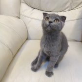 Safkan Scottish Fold